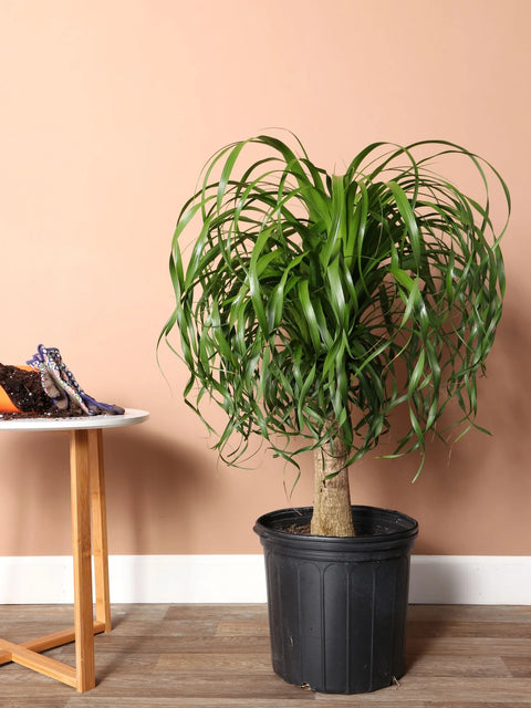Nolina Palm