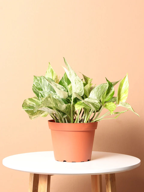 Money Plant Marble