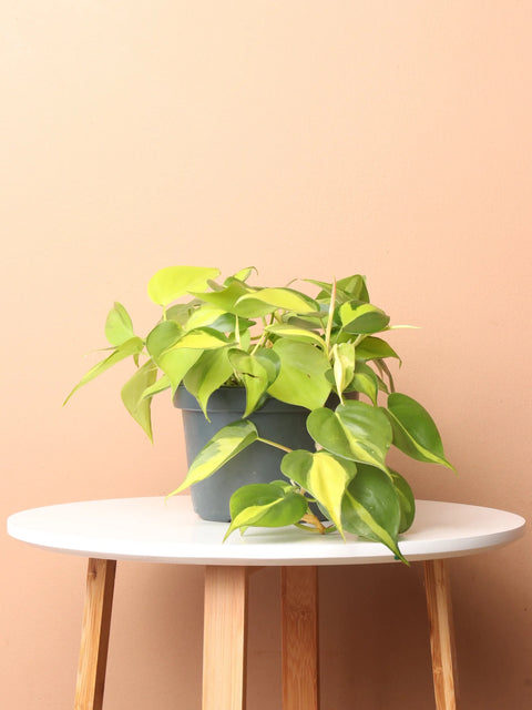 Philodendron Oxycardium Brasil Variegated
