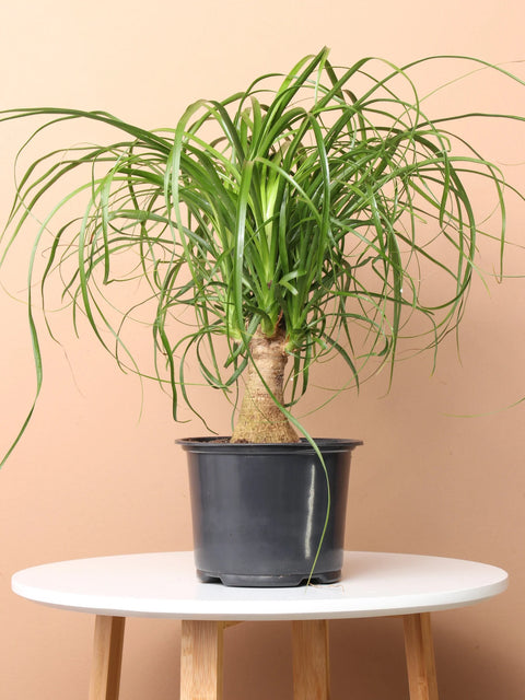 Nolina Palm