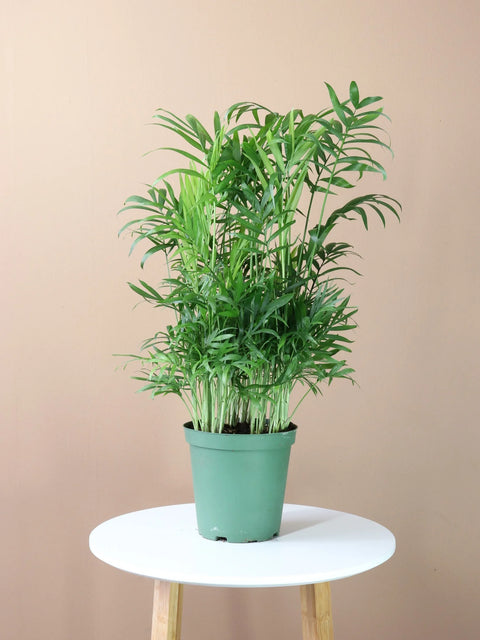 Parlour Palm