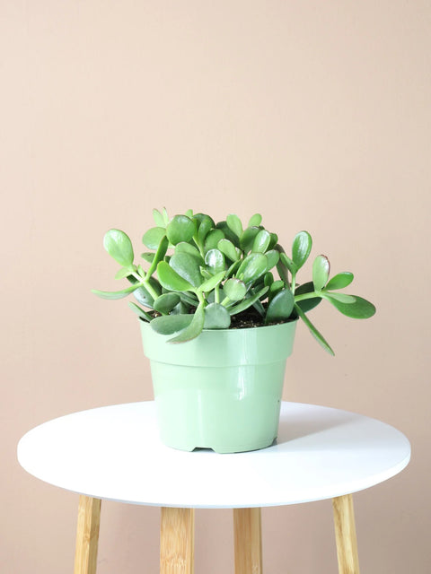 Crassula Ovata