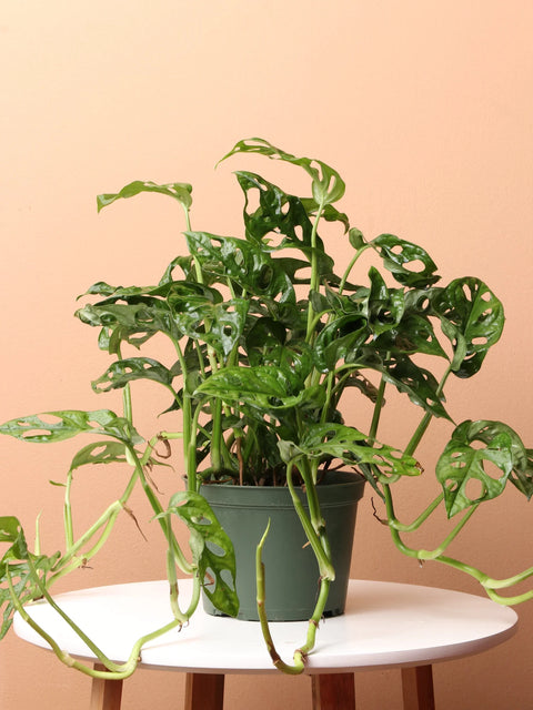 Philodendron Broken Heart