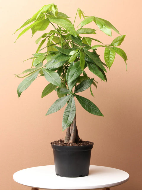 Money Tree