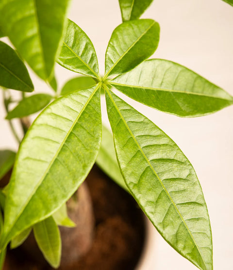 Money Tree