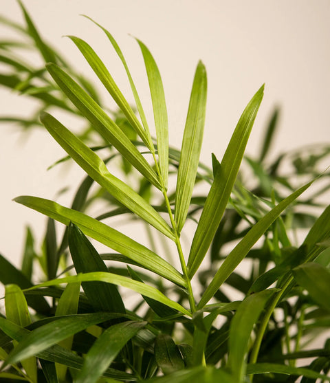 Parlour Palm