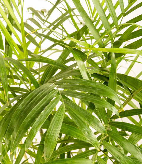 Parlour Palm