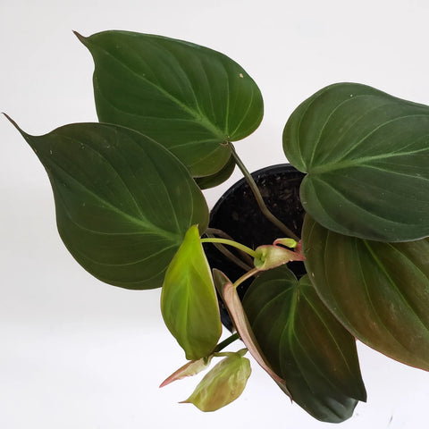 Philodendron Micans