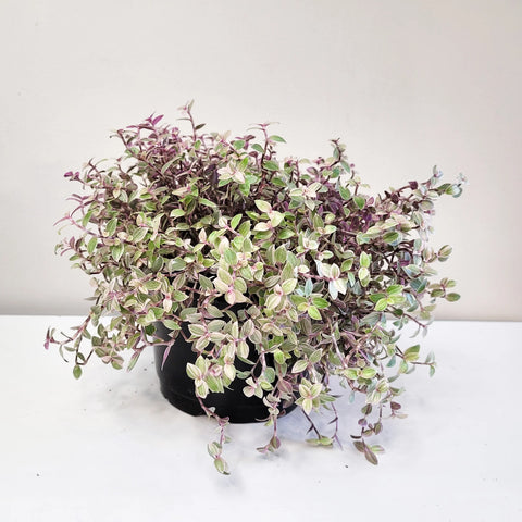 Callisia Repens - Pink Lady