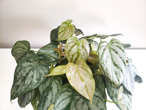 Philodendron Brandtianum - Brandi