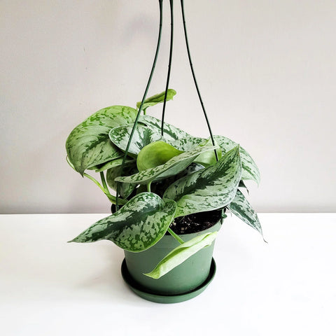 Scindapsus Pictus Exotica - Silver Pothos