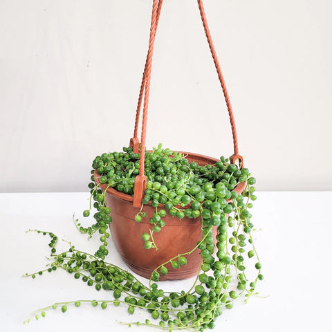 String of Pearls
