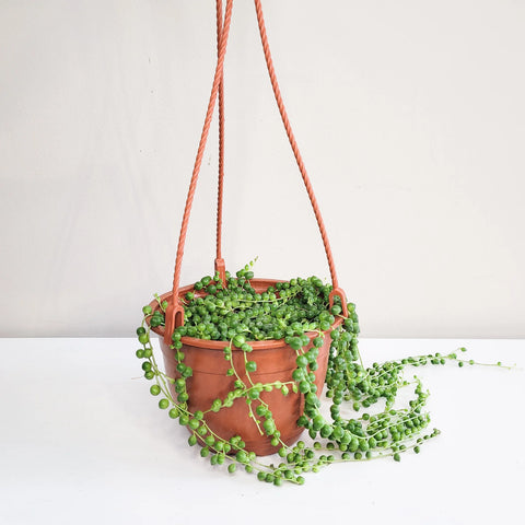 String of Pearls