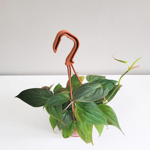 Philodendron Micans