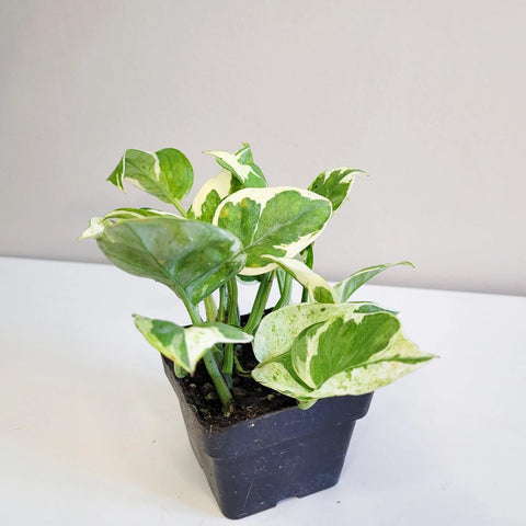 Epipremnum Aureum - Pearls and Jade Pothos