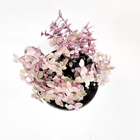 Callisia Repens - Pink Lady