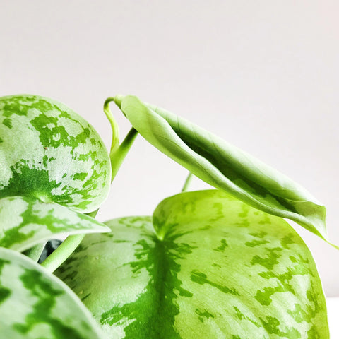 Scindapsus Pictus Exotica - Silver Pothos