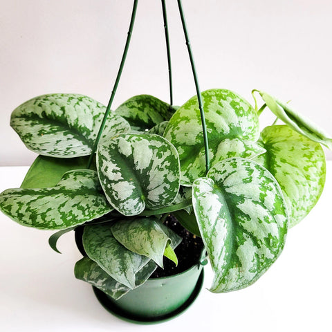 Scindapsus Pictus Exotica - Silver Pothos