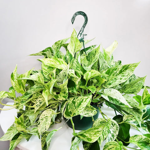 Money Plant Marble