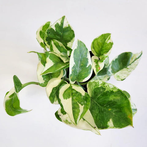 Epipremnum Aureum - Pearls and Jade Pothos