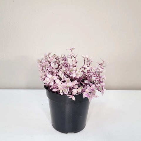Callisia Repens - Pink Lady