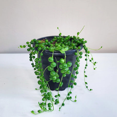 String of Pearls