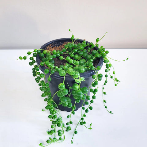 String of Pearls