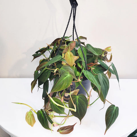 Philodendron Micans