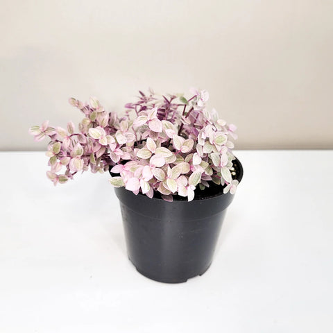 Callisia Repens - Pink Lady