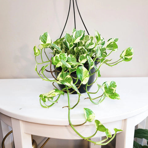 Epipremnum Aureum - Pearls and Jade Pothos