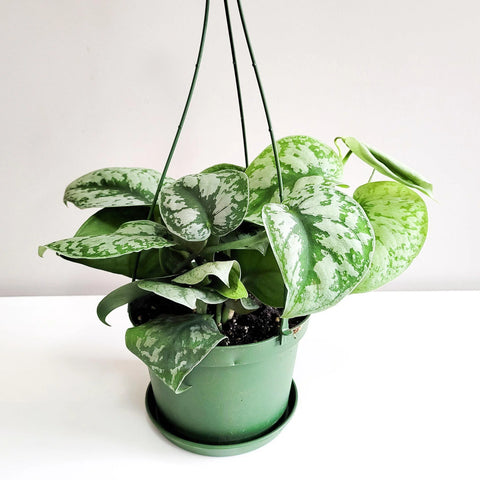 Scindapsus Pictus Exotica - Silver Pothos