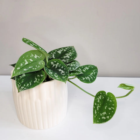 Money Plant Satin - Scindapsus Pictus Argyraeus