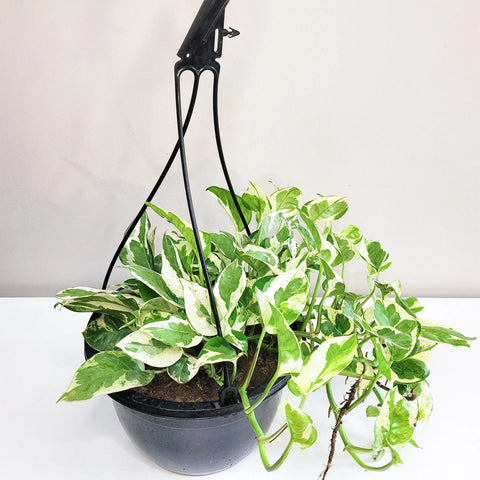 Epipremnum Aureum - Pearls and Jade Pothos