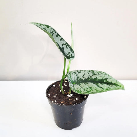 Scindapsus Pictus Exotica - Silver Pothos