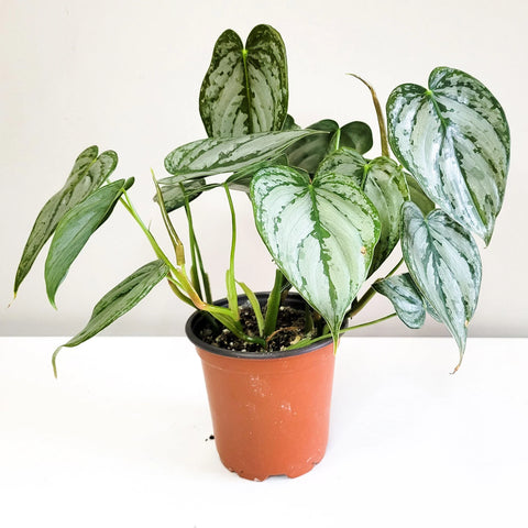 Philodendron Brandtianum - Brandi