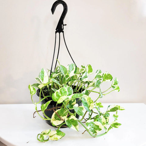 Epipremnum Aureum - Pearls and Jade Pothos