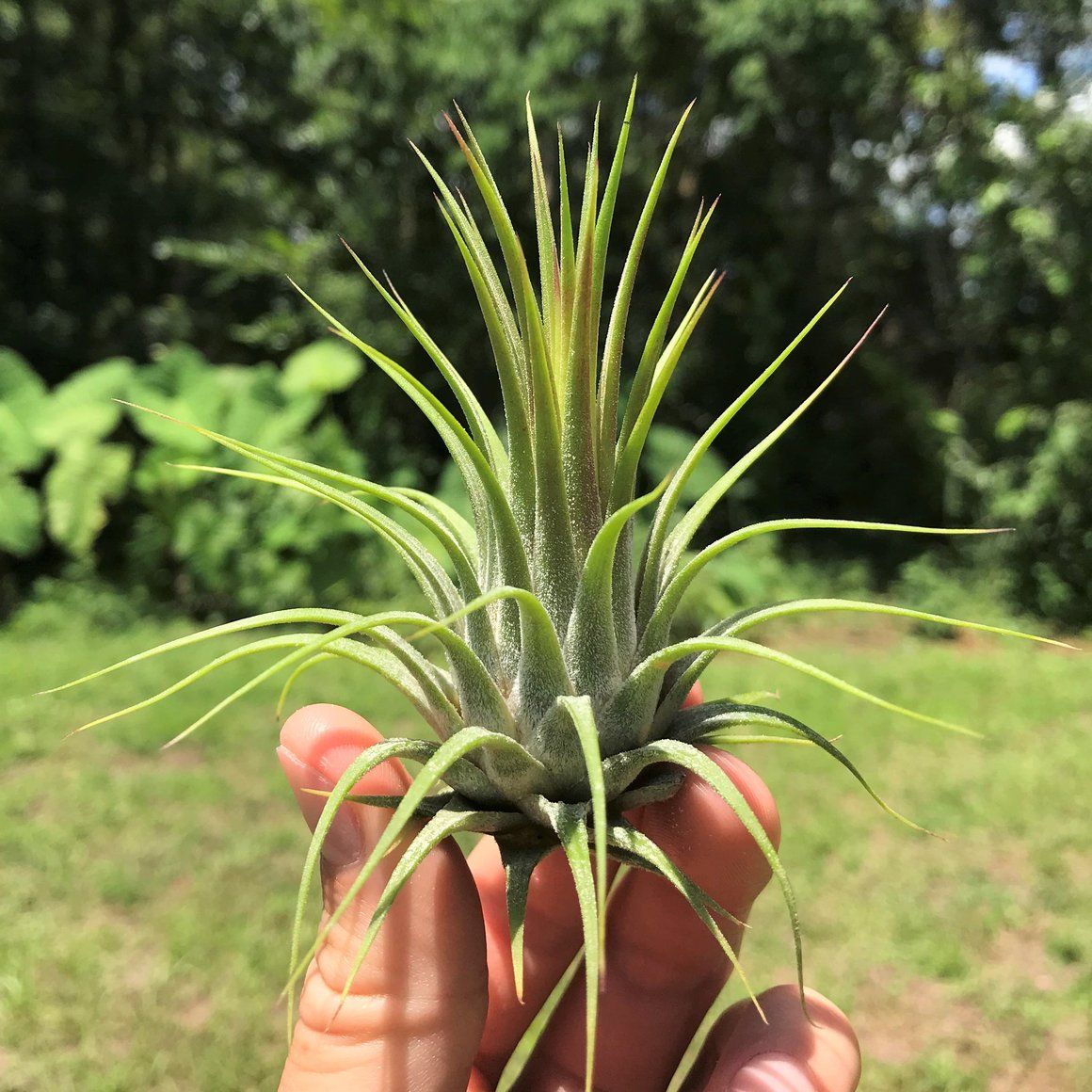 Tillandsia Ionantha Guatemala