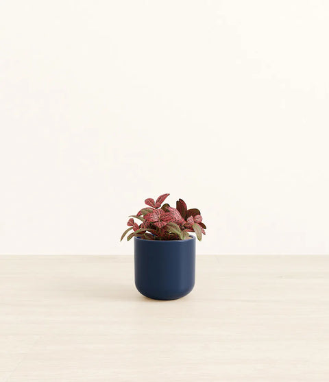 Fittonia Red Nerve