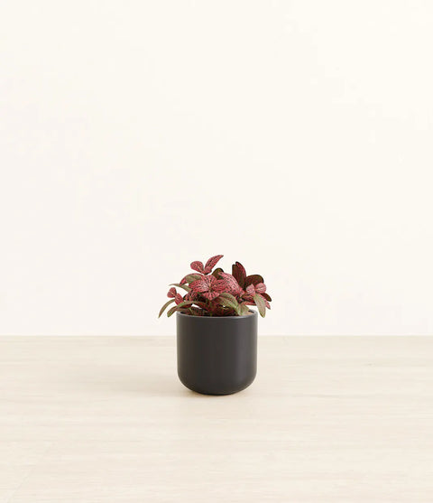 Fittonia Red Nerve