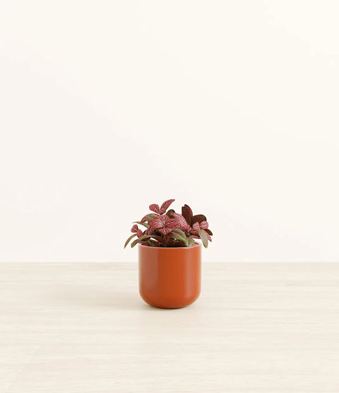 Fittonia Red Nerve