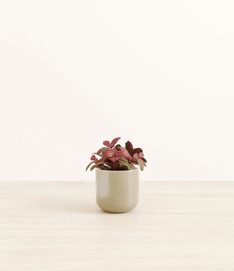 Fittonia Red Nerve