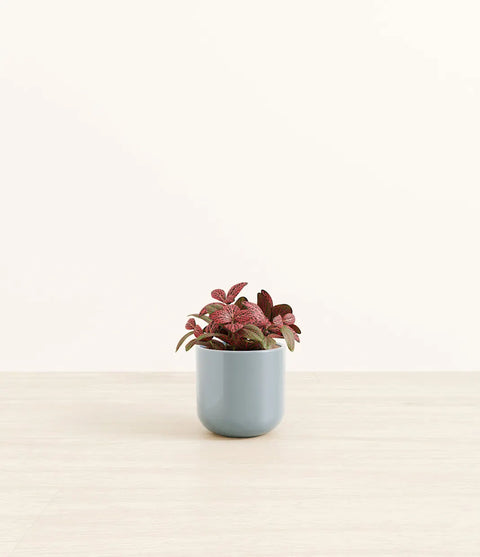 Fittonia Red Nerve