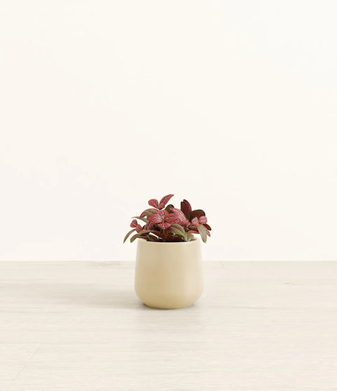 Fittonia Red Nerve