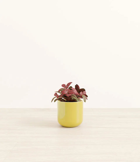 Fittonia Red Nerve