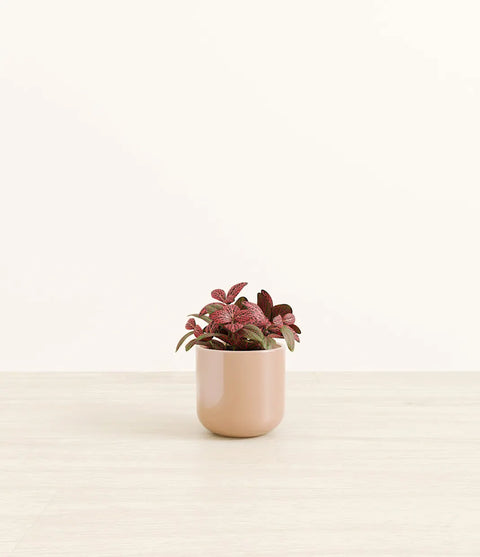 Fittonia Red Nerve