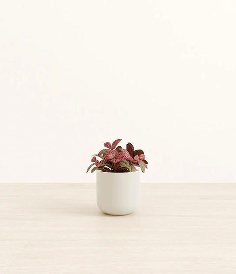 Fittonia Red Nerve
