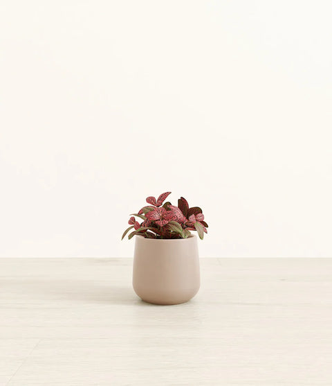 Fittonia Red Nerve