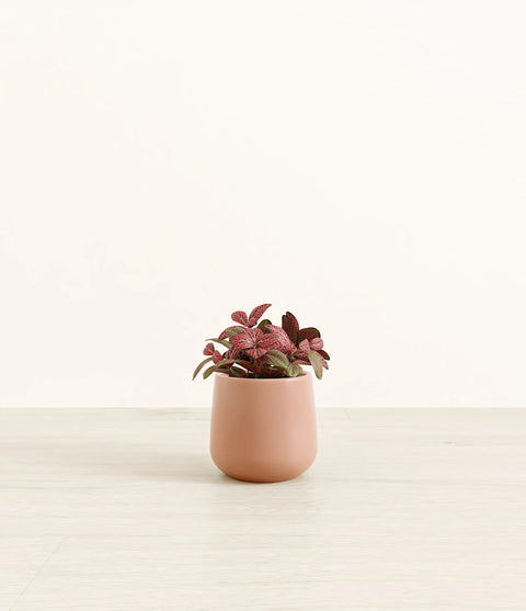 Fittonia Red Nerve