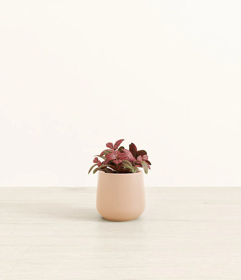 Fittonia Red Nerve
