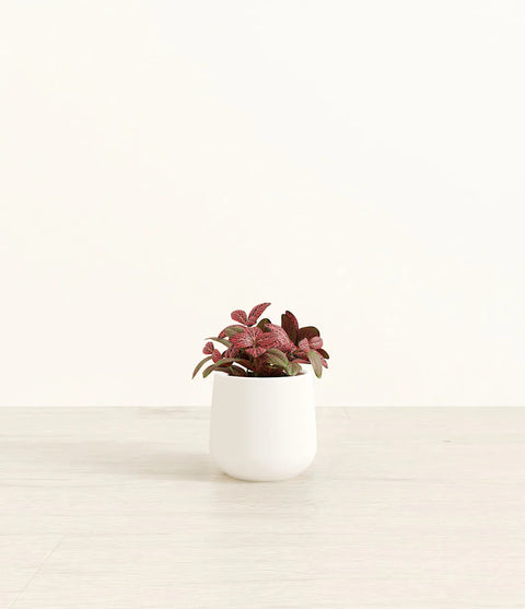 Fittonia Red Nerve